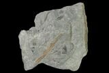 Fossil Flora (Neuropteris & Sphenophyllum?) Plate - Kentucky #142421-2